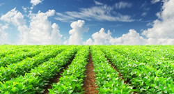 Agriculture & Forestry