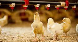 Agriculture & Forestry