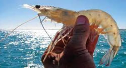 Agriculture & Forestry